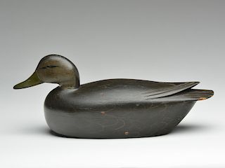 Black duck, Jess Heisler, Burlington, New Jersey.