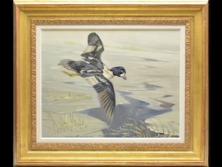 "Dropping in - Barrows Goldeneye," an oil on canvas George Browne.