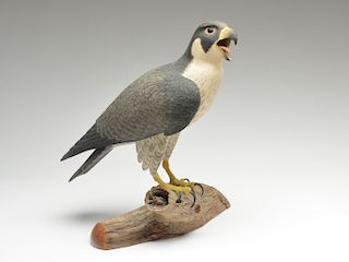 Full size peregrine falcon, Frank Finney, Cape Charles, Virginia.