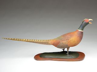 Full size calling ring-neck pheasant, Frank Finney, Cape Charles, Virginia.