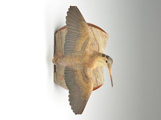 Full size flying woodcock, Frank Finney, Cape Charles, Virginia.
