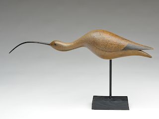 Long billed curlew, Mark McNair, Craddockville, Virginia.