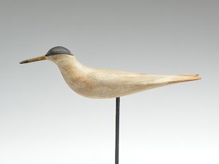 Tern with split tail, Mark McNair, Craddockville Virginia.