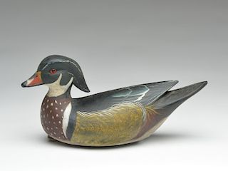 Wood duck drake, Reggie Birch, Chincoteague, Virginia.