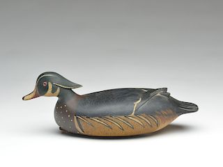 Wood duck drake, Bob Seabrook.