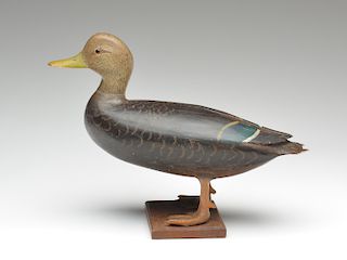 Well executed full size standing black duck, Lloyd Sterling, Crisfield, Maryland, circa 1930.