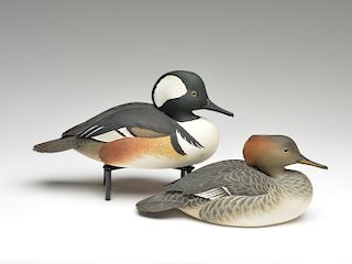 Exceptional pair of hooded mergansers, Oliver Lawson, Crisfield, Maryland.