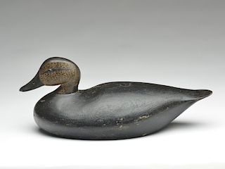 Oversize black duck, Joseph Lincoln, Accord, Massachusetts.