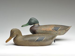 Pair of mallards from the midwest, 1st quarter 20th century.