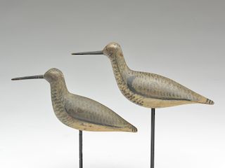 Pair of dowitchers from New Jersey.
