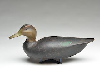 1936 model black duck, Ward Brothers, Crisfield, Maryland.