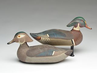 Rare pair of wood ducks, Madison Mitchell, Havre de Grace, Maryland.