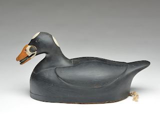 Downeast style scoter with mussel in mouth, Frank Finney, Cape Charles, Virginia.