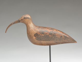 Curlew from Cape May, New Jersey, last quarter 19th century.