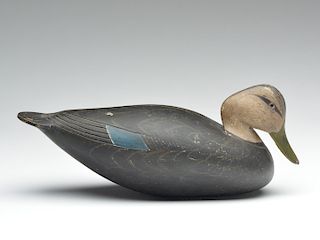 Hollow carved stick up black duck, Lloyd Johnson, Bay Head, New Jersey.