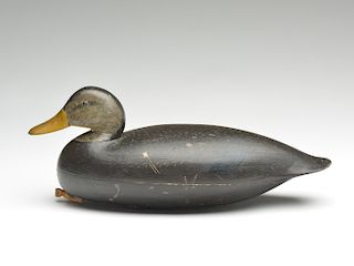 Black duck, Nathan Rowley Horner, West Creek, New Jersey, 1st quarter 20th century.