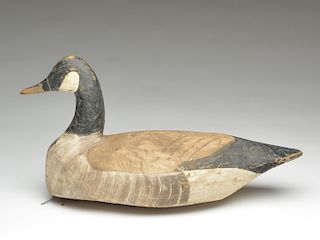 Canada goose, Miles Hancock, Chincoteague, Virginia.
