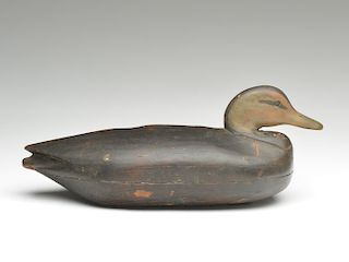 Hollow carved black duck, Elkanah Cobb, Cobb Island, Virginia.