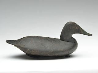 Rare black duck, George "Wash" Barnes, Havre de Grace, Maryland.