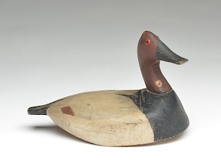 Canvasback drake from the Eastern Shore of Virginia.