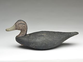 Black duck, Lloyd Tyler, Crisfield, Maryland.