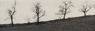Josef Sudek (1896-1976)  - Untitled (Trees)