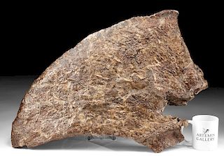 Large Triceratops Fossilized Frill Section