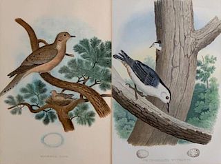 Two Framed Ornithological Plates from Thomas Gentry