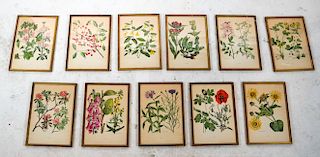 Eleven Framed Horticultural Prints