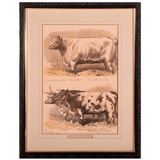 Colored print of awarded cattle at a show signed Sheldon Williams and dated 1876.