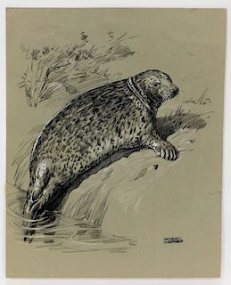 Raymond Sheppard Naturalist Seal Charcoal Drawing