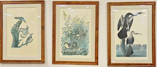 Three large printed Audubons to include after John James Audubon print, "Black Bellied Darter", large folio; after John James Audubon print, "Meadowla