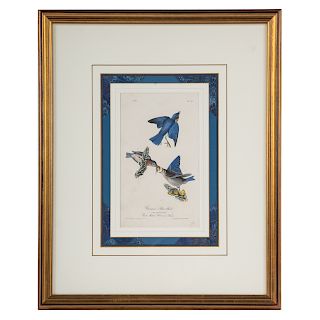 John James Audubon. "Common Blue Bird"