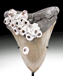 Atlantic Fossilized Megalodon Tooth with Sea Barnacles