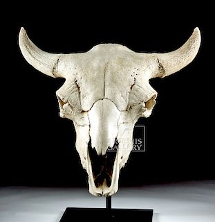 Well-Preserved Fossilized American Bison Skull