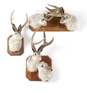 A group of mounted taxidermied jackalopes