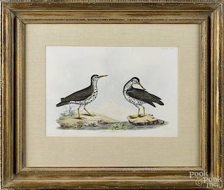 Color lithograph of a Spotted Sandpiper, 10 3/4'' x 16''.