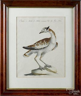 Color bird engraving, by Manetti, 18th c., 13 1/2'' x 10 1/2''.