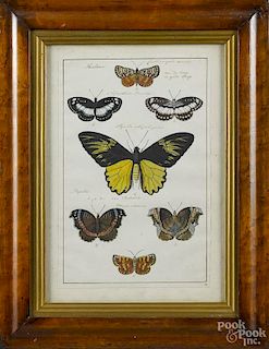 Watercolor butterfly study, late 18th c., 10 1/2'' x 7''.