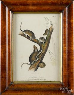 Color lithograph of a crane, 9 3/4'' x 7'', together with the Florida Rat, after Audubon, 9'' x 6''.