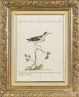 Ralph Ward, color bird engraving, 18th c., 13 1/2'' x 10 3/4''.