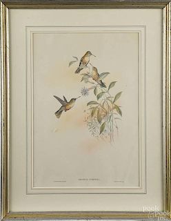 Two color bird lithographs by Richter and Hart, 1