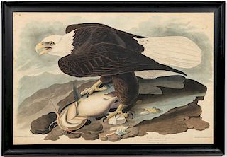 John James Audubon, "White Headed Eagle" Engraving
