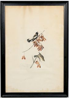John James Audubon, "Rice Bunting" Havell Edition
