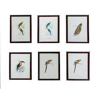 Lote de 6 grabados de aves. Anónimo para Roche Bobois. Francia. Enmarcados en madera tallada. 23 x 17 cm.