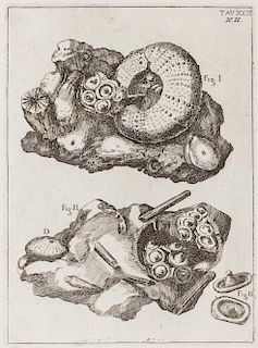 Scilla, Agostino - De corporibus marinis lapidescentibus quae de fossa reperiuntur