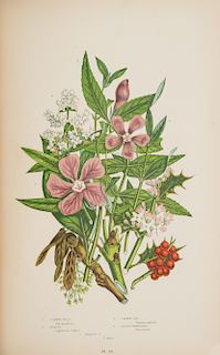 Pratt, Anne - The Flowering Plants Grasses, Sedges & Ferns of Great Britain