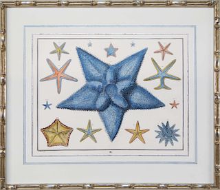 Albertus Seba Hand Colored Starfish Print in Custom Pewter Bamboo Frame