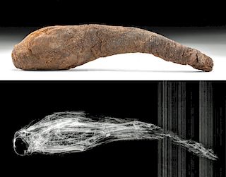 Egyptian Late Period Mummified Young Baboon w/ x-Ray