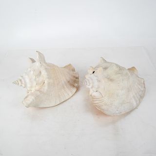 Two Conch Shells